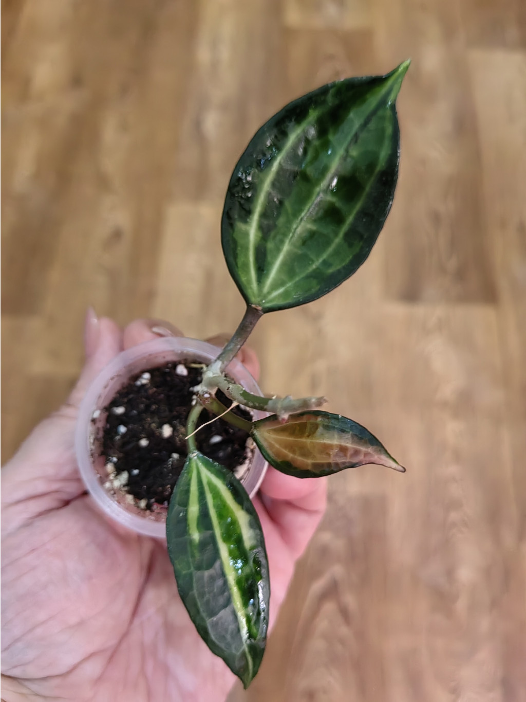 Macrophylla Pot of Gold.