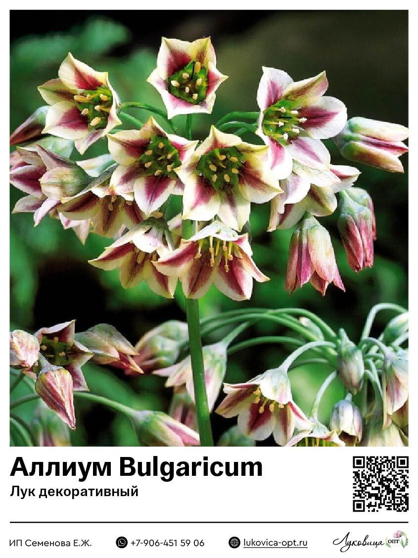 6018	 Bulgaricum ( ) 25 