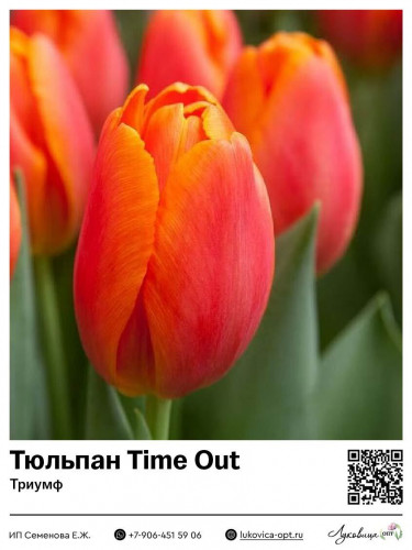 2407	 Time Out () 50 
