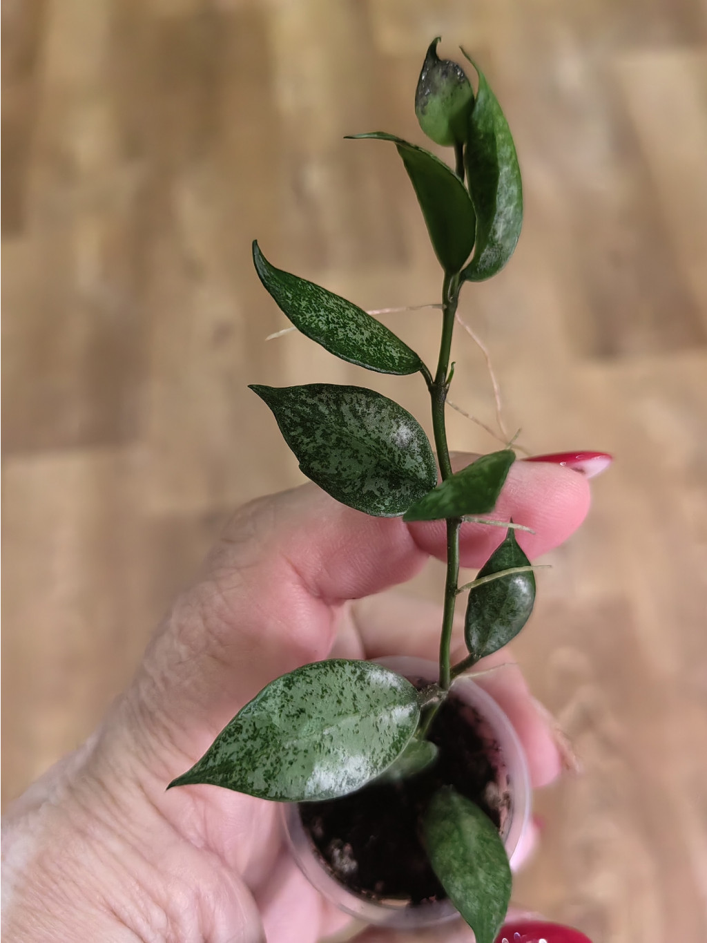 lacunosa white pearl