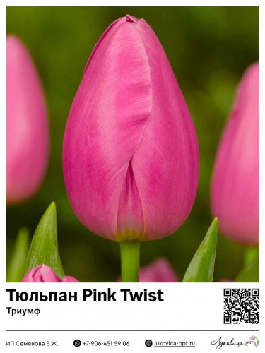 2379	 Pink Twist () 50 