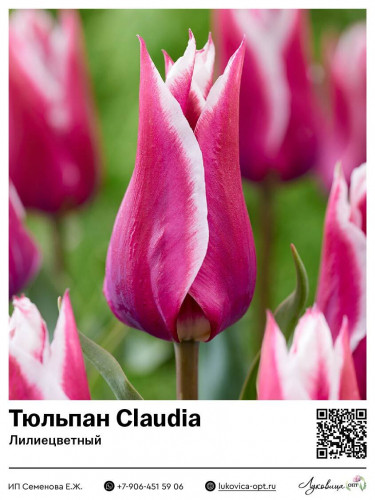 2303	 Claudia () 50 