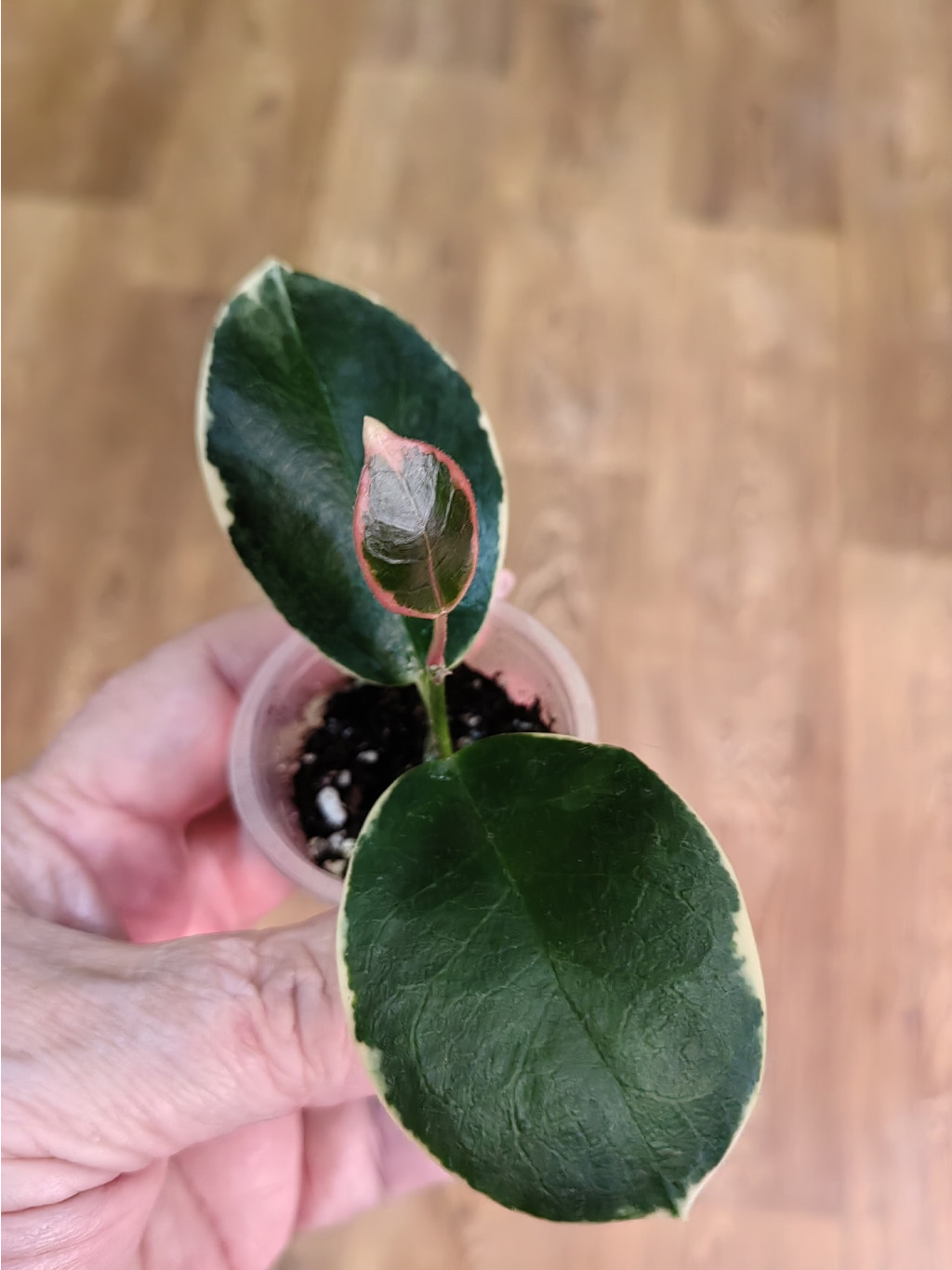 Hoya Australis Blondie.
