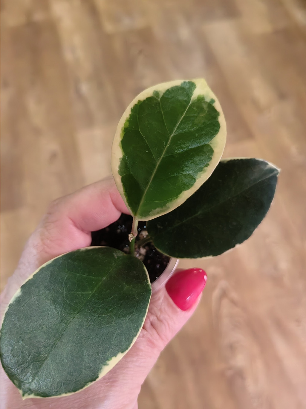 Hoya Australis Blondie.