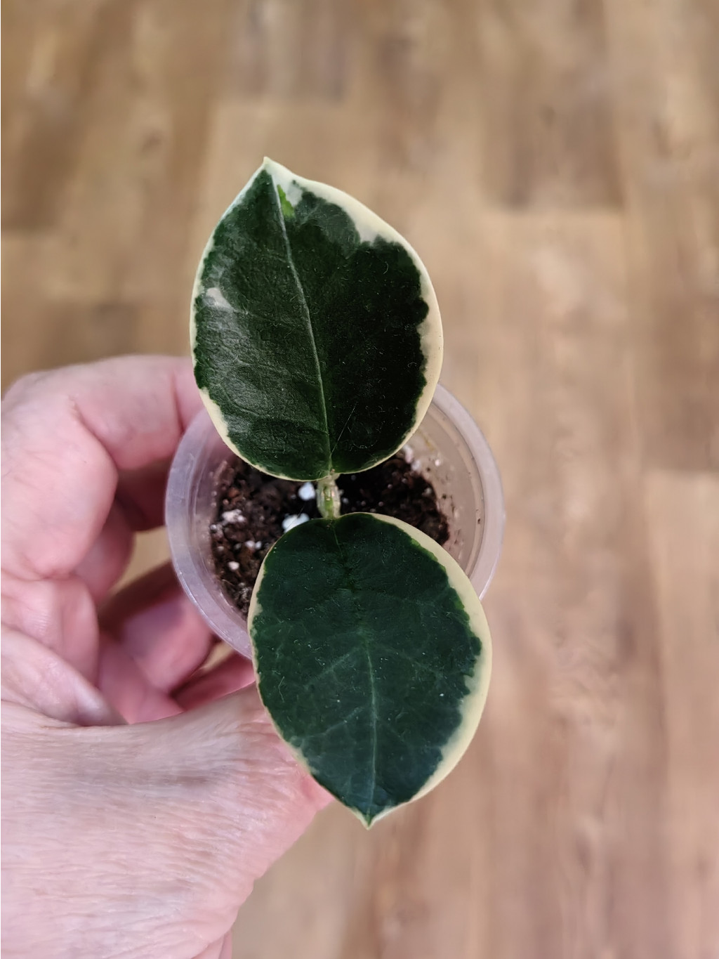 Hoya Australis Blondie.